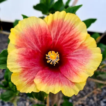 Superbe Valentina, Piscine Chauffée, Wifi Lajares