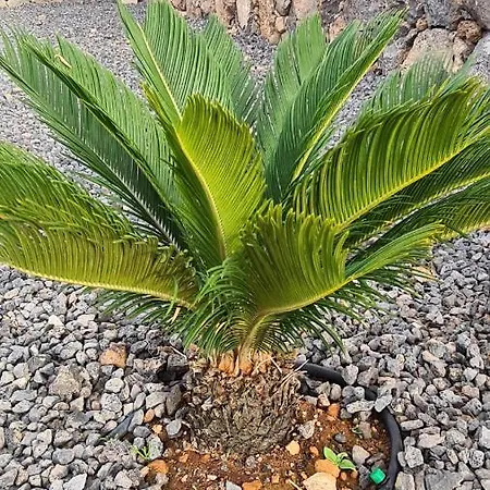 Villa Superbe Valentina, Piscine Chauffée, Wifi Lajares