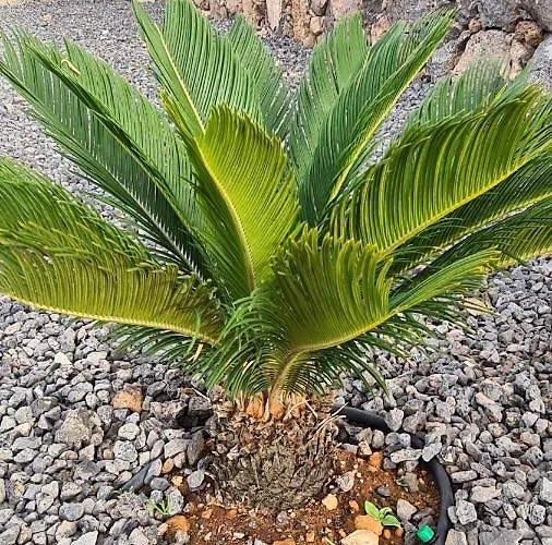 Villa Valentina, Piscine Chauffee Et Serenite Lajares